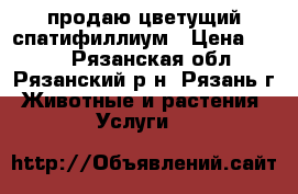 продаю цветущий спатифиллиум › Цена ­ 180 - Рязанская обл., Рязанский р-н, Рязань г. Животные и растения » Услуги   